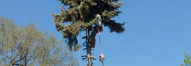 Tree Trimming
